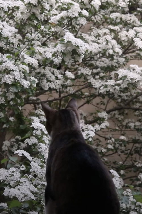 window (2021) poster