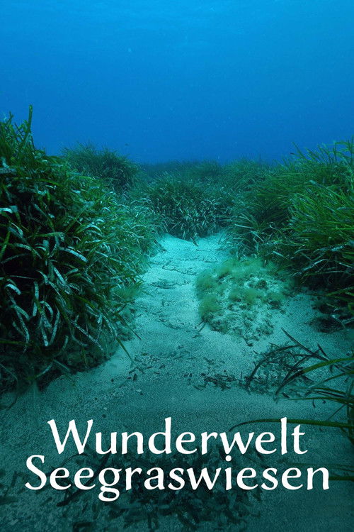 Wunderwelt Seegraswiesen Klimaretter, Kinderstube, Küstenschutz (2024) poster