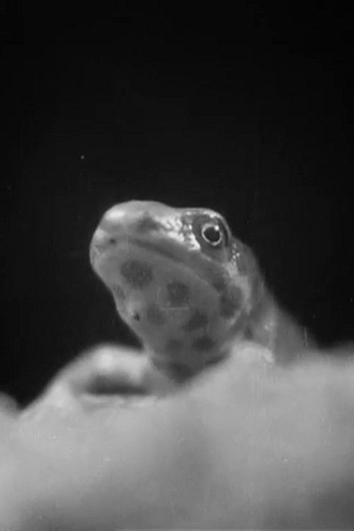 Romance in a Pond (1932) poster