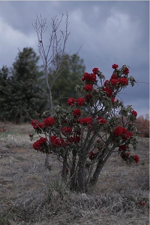 Stars of Gaomeigu (2017) poster