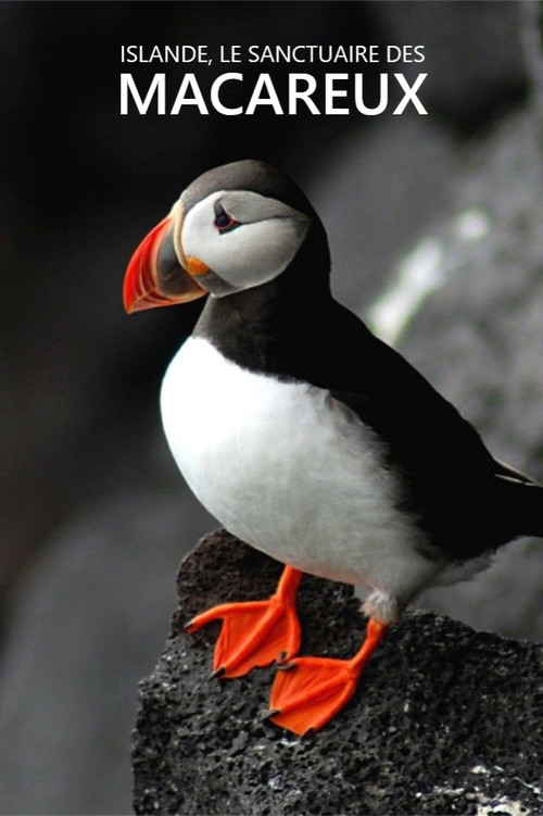 Islande, Le sanctuaire des macareux (2022) poster