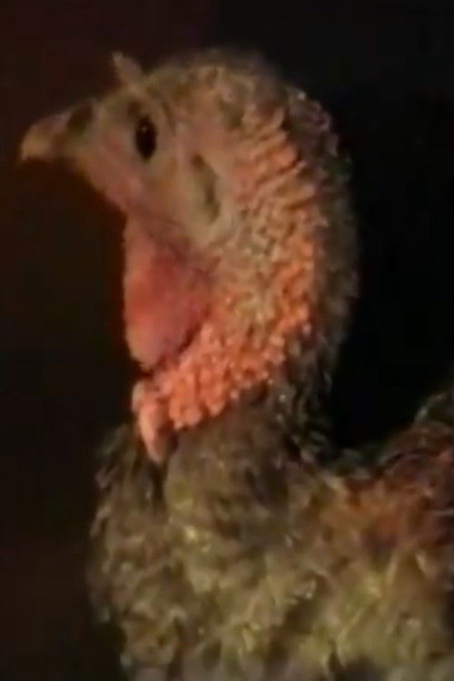 The Opening (2012) poster