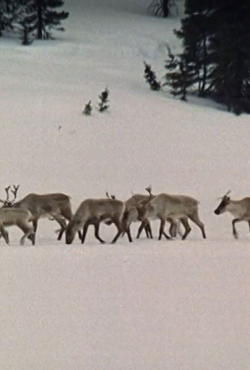 Capture (1969) poster