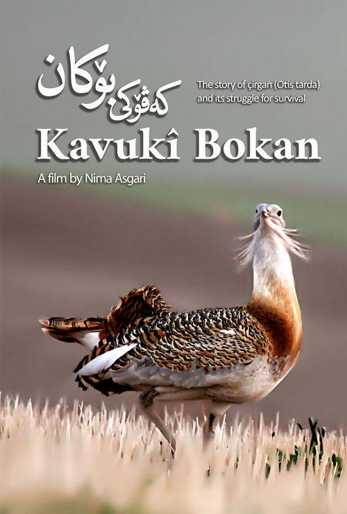 Kavukî Bokan (2024) poster