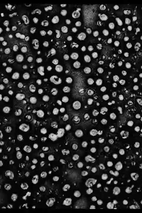 Kyklop (2023) poster