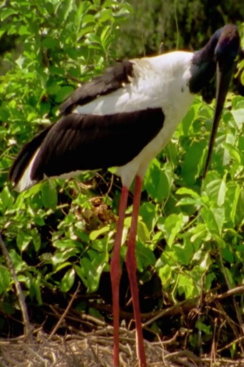 Wild Kakadu (2020) poster