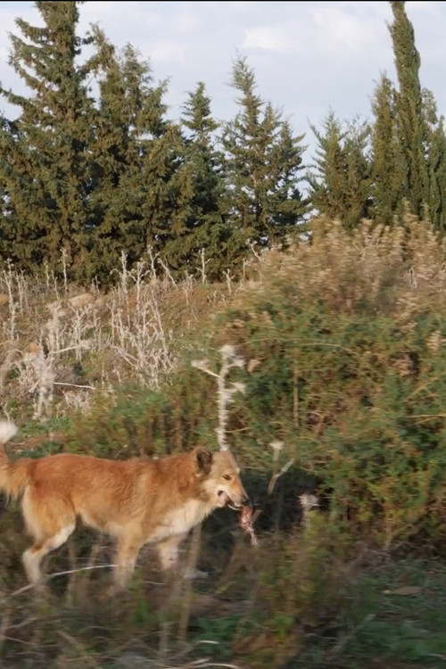 Red in Tooth (2021) poster