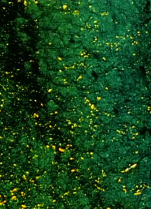 Underground (2001) poster