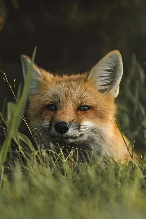 The Fox (1964) poster