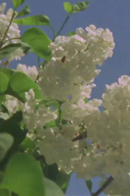 Light Study (2013) poster