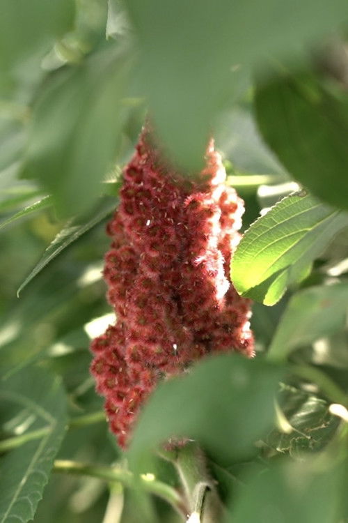 We Would Be Freer (2023) poster