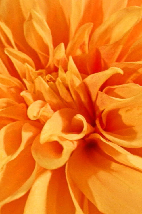 Floral Yearnings (2021) poster