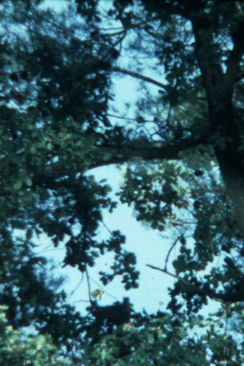 Dear Gerald (2023) poster