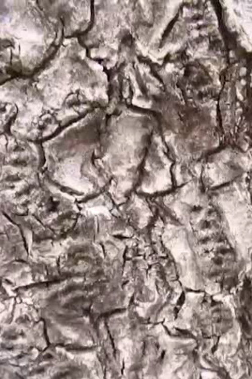 Ecosystem 16 ~ Geoid (2009) poster