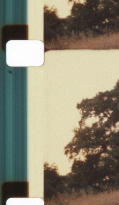 Light, Blaze, Fulgor - Auguries for a Non-Hierarchical Framing and Flourishing (2019) poster