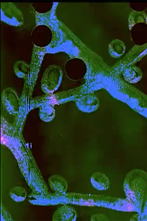 A Prone Moth (2010) poster