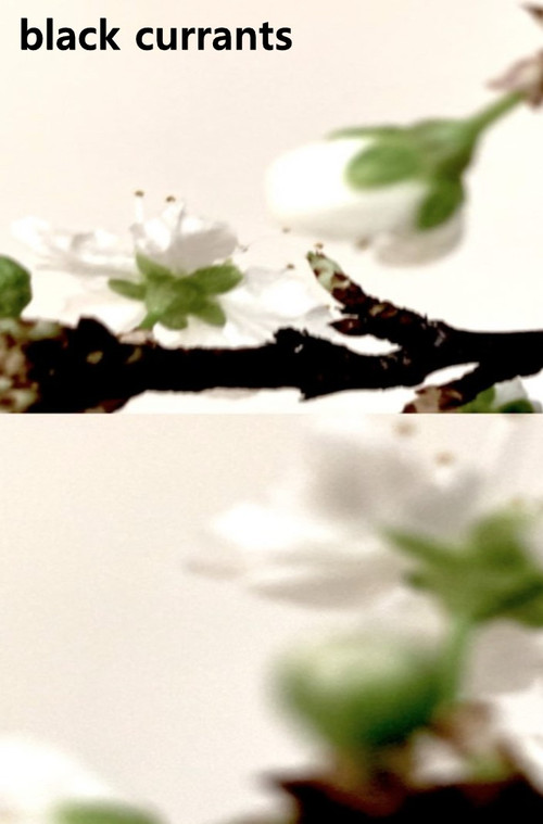 Black currants (2024) poster