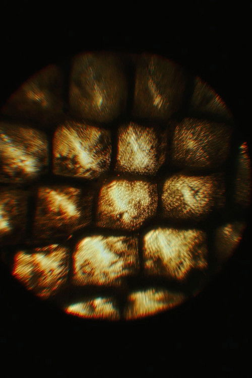 La mue (2026) poster