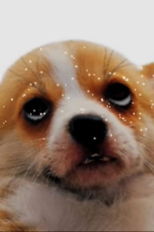 puparazzi (2009) poster