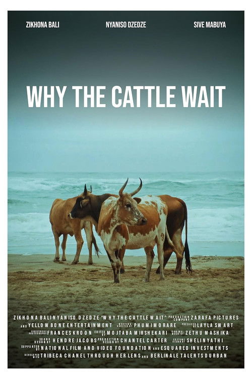 Why The Cattle Wait (2024) poster