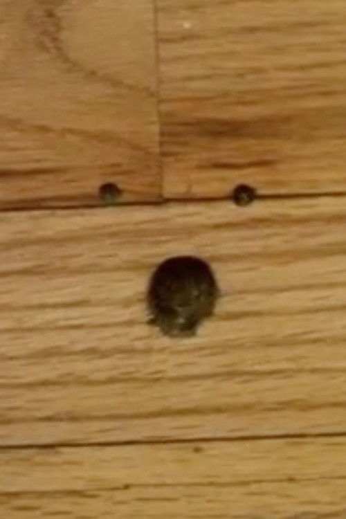 Eyeballing (2005) poster