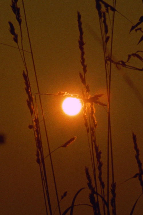 Starlight (2023) poster