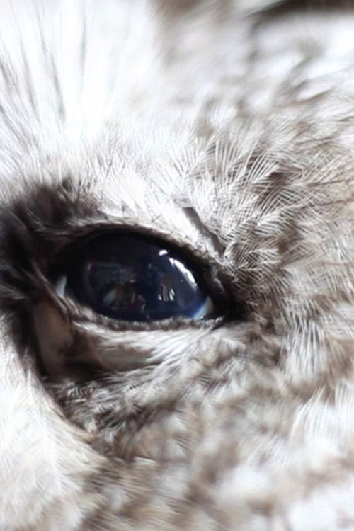 Here Is Everything (2013) poster