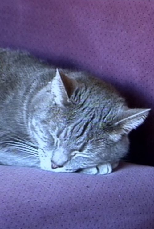 Nine Lives (The Eternal Moment of Now) (2001) poster