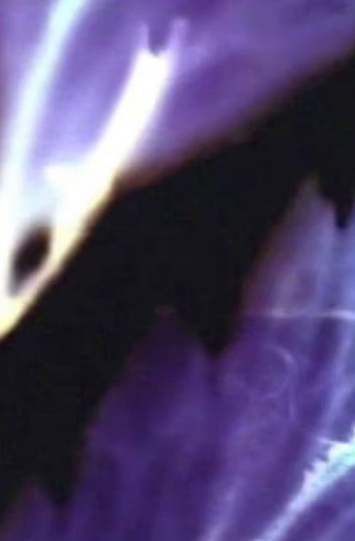 finger petals (2002) poster