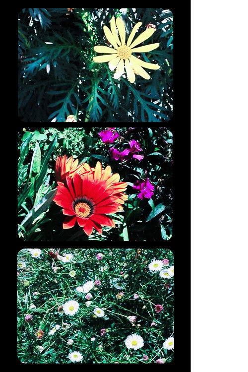 Flowers (2025) poster