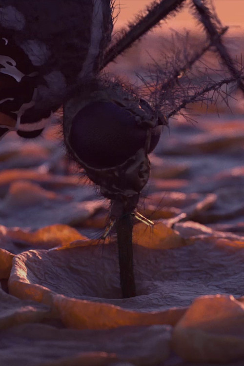 A reason to wake up in the evening (2015) poster