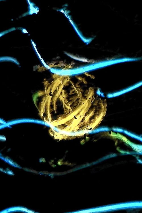 Insomnia (2017) poster