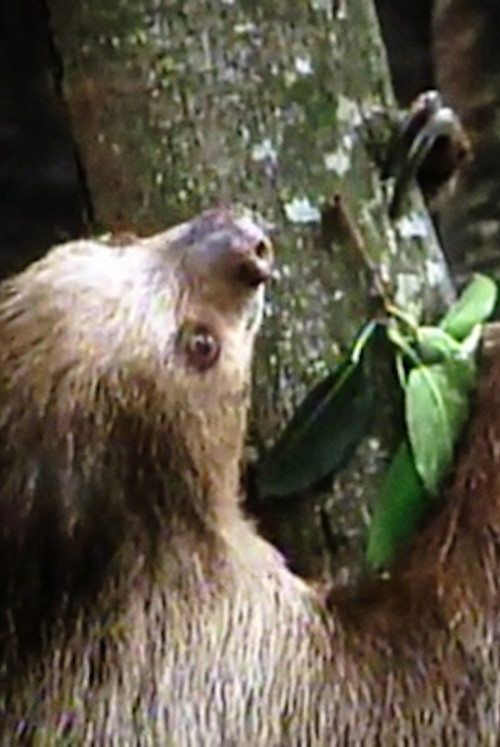 The Glass Ark (1994) poster