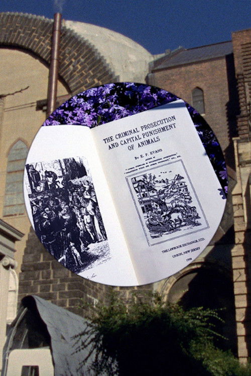 Bugs and Beasts Before the Law (2019) poster