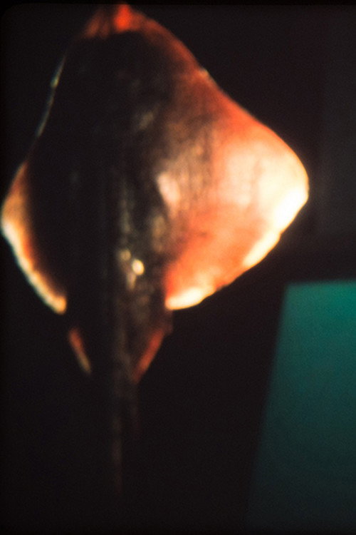 Dream of a Ray Fish (2011) poster