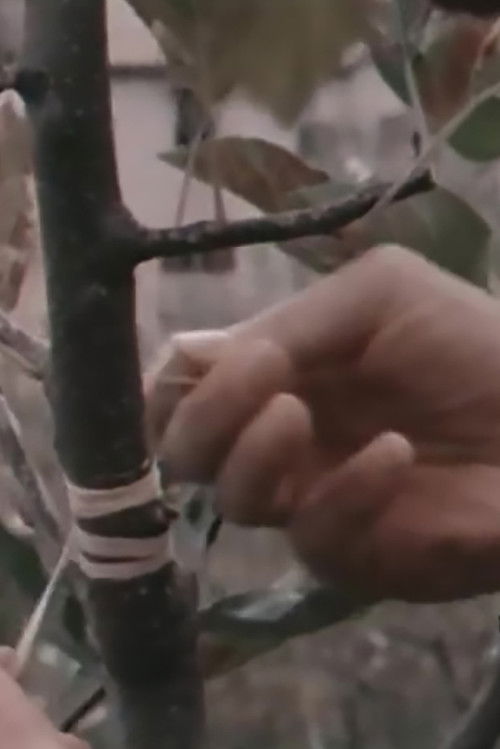 Elective Affinities (1978) poster