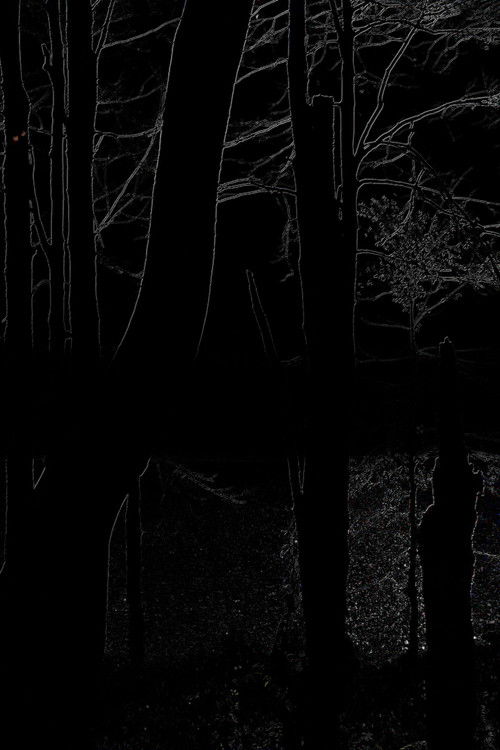 The Heart of the Wood (2025) poster