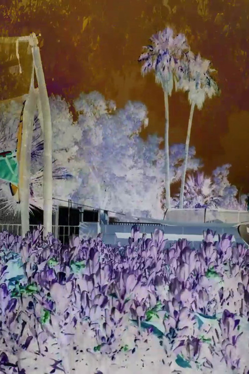 Revisited Remunerations Rapturously Collapse When Recompensed (2017) poster