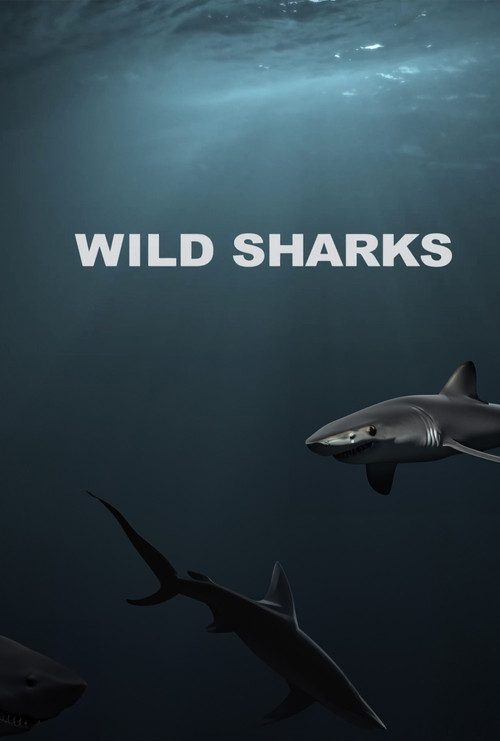 Wild Sharks (2013) poster