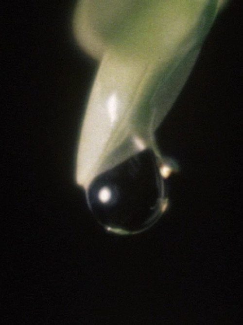 Raindrop (1975) poster