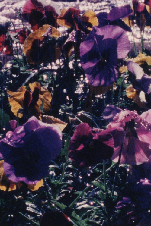 La Jardinera (2019) poster