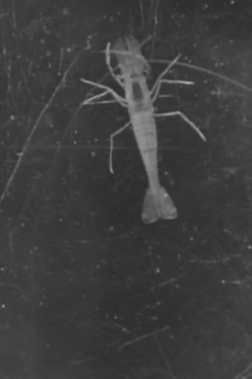 Crabs and Shrimp (1930) poster