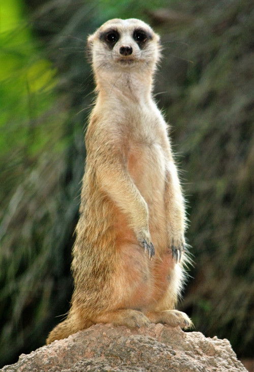 Abenteuer Namibia (2020) poster