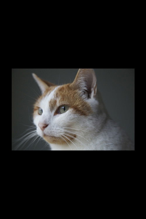 Felis Catus (2016) poster