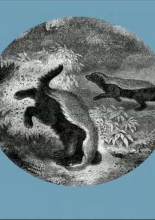 The Kiss of the Honey Badger (2019) poster