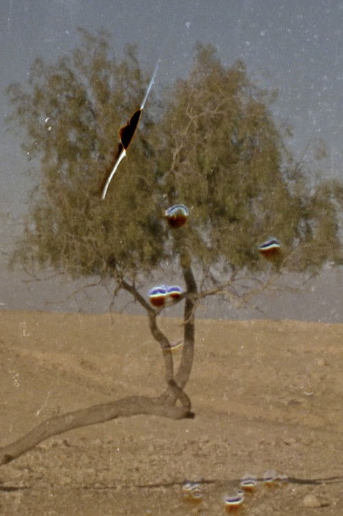 [anan] (2024) poster