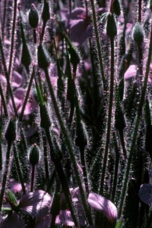 Compline (2009) poster