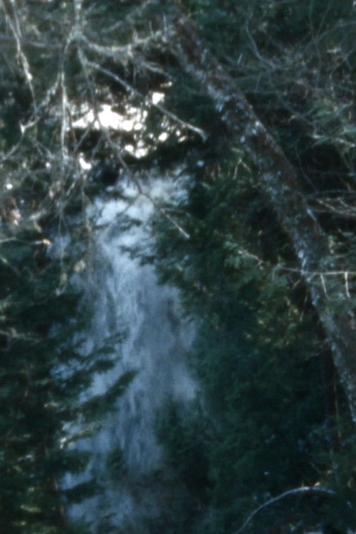 Leaves for a reel (2022) poster