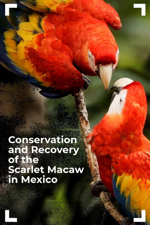 Conservation and Recovery of the Scarlet Macaw in Mexico (2025) poster