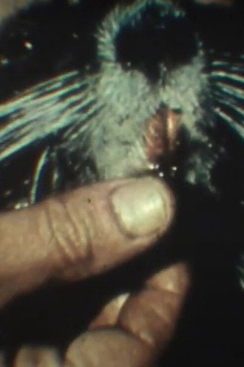 Fauna sudamericana N° 9: Nutria poster